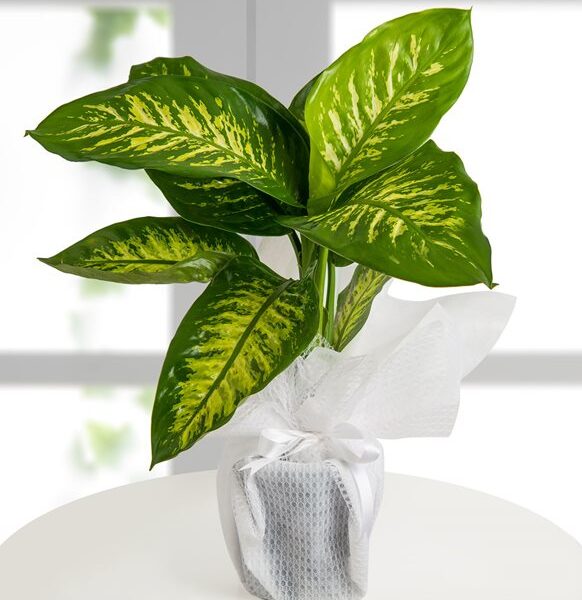 Kırıkkale Difenbahya (Dieffenbachia) - Tropic Snow